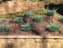 Junipers On Hillsides Ideas And Care Landscaping With Rocks Landscaping Shrubs Landscaping A Slope