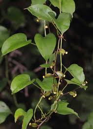 Image result for Dioscorea alata
