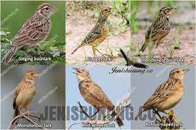 Biar kicau mania kembali hot dengan branjangan. Burung Branjangan Horsfield S Bushlark Mirafra Javanica Jenis Burung