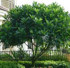 Other See Description Very Healthy Japanese Fern Tree At Around 3ft Tall They Are Very Easy To Care For Backyard Plants Japanese Fern Backyard Landscaping