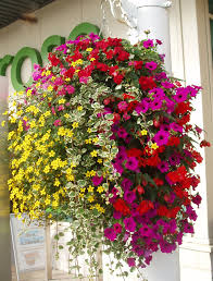 Long, flowing foliage gives a basket. Best Plants For Hanging Baskets Ideas With Images