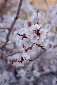 Tx zone map buy texas flowering trees, nut tree, shade tree, palms, fruit trees, grapevines, berry plants and bamboo plants. Apricot Flowers Blooming On The Apricot Tree In Leh District Located At The Ladakh Region Of Northern India Stock Photo Picture And Royalty Free Image Image 136361472