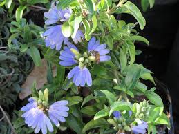 Image result for Sclerochiton harveyanus