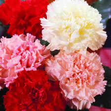 Carnation Seeds Chabaud Giant Mixed Colors Carnation Flower Flower Seeds Carnations