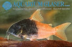 Image result for Heteromorpha sp. agg.