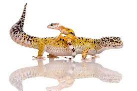 How To Care For A Baby Leopard Gecko (6 Helpful Tips) - Wildlife Informer