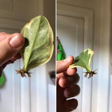 Peperomias can be propagated from stem, leaf & tip cuttings. How To Propagate A Peperomia Leaf