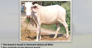 Black And White Cow Breeds Uk Pin By Marta Jacobs On India 1 Cattle Breeds Breeds Breeds Of Cows Zebu Cattle