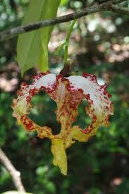 Image result for Monodora stenopetala