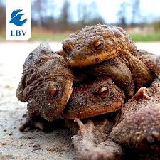 Normalerweise Klammert Sich Ein Erdkroten Mannchen An Ein Weibchen Aber Die Mannchen Haben Einen So Stark Ausgepragt Incredible Creatures Cute Animals Animals