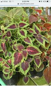 Plectranthus ciliatus (candlestick plant, blue spur flower) develops a purple underside in strong light; The Student View 30 Plant With Pink And Green Leaves Indoor