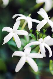 Image result for Jasminum