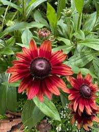 Image result for Rothia hirsuta