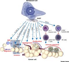 Shortly after, i learned he is in 4th stage cancer. Senescent Cells In Cancer Therapy Friends Or Foes Trends In Cancer