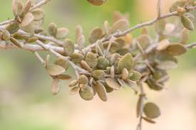 Image result for Cadaba