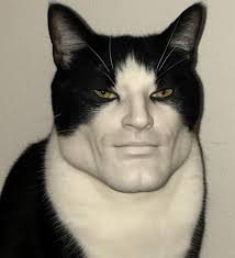 True ❤️🐈‍⬛