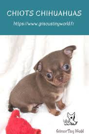 Praline Chiot Chihuahua Lof Chiot Elevage Chihuahua Bebe Chihuahua