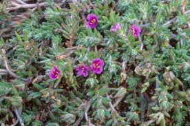 Image result for Portulaca foliosa