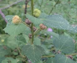 Image result for Urena