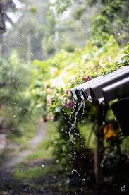 Le Jardin De L Il D Elle Jour De Pluie Photographie De Pluie Et J Aime La Pluie