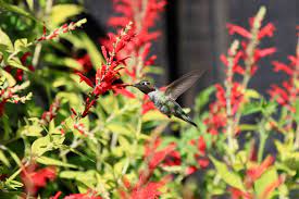 Native pacific northwest flowering vines are an excellent choice for the landscape. 10 Low Water Perennials That Thrive In Dry Situations Oregon State University