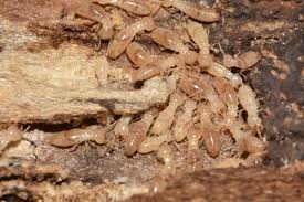 Locally owned and family operated since. Bill S Home Service Termite Pest Control Pest Control Marana Chamber Of Commerce