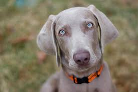 Search for abbreviation meaning, word to abbreviate Why Does My Dog Stare At Me Better Understand Dogs Staring Behavior