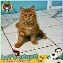 Nuansa Kucing Ponco, look for new pawrents😺 | SIANGGG PAWRENTS ...