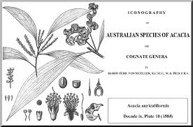 Image result for Acacia auriculiformis