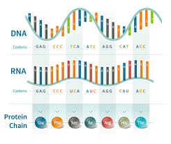 Maybe you would like to learn more about one of these? Dna Coding And Codons What Is A Dna Codon Ancestrydna Learning Hub
