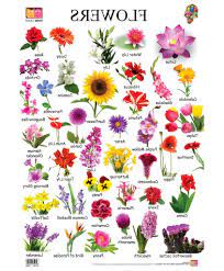See more ideas about flower drawing, drawings, flower doodles. 10 Best For Drawing Pictures Of Flowers With Names Mariam Finlayson