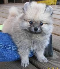 Puppy Uglies Ha Ha Cute Baby Animals Cute Animals Fluffy Animals