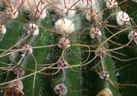 The white fuzz in my cactus looks exactly like that photo. Sticky White Mold On My Cactus Miss Chen Garden Manage Gfinger Is The Best Garden Manage App