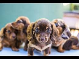 Check spelling or type a new query. Miniature Dachshund Puppies For Sale Dogable