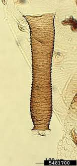Selection of healthy planting material and suitable intercultural operations apart from application of 0.04% endosulfan. Banana Aphid Pentalonia Nigronervosa Hemiptera Aphididae 5481700