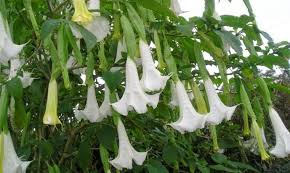 We did not find results for: 5 Cara Menanam Kecubung Yang Mudah Dilakukan Di Rumah Star Farm International