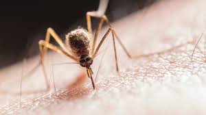 Maybe you would like to learn more about one of these? What You Need To Know About Mosquitoes And Coronavirus Kagstv Com
