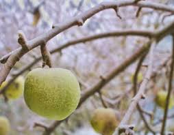 If you have specific problems with your trees, be sure and check with your local county extension agent for advice specific for your area. How To Protect Fruit Trees From Frost Mother Earth News