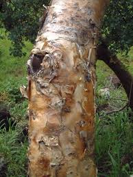 Image result for Euphorbia guerichiana