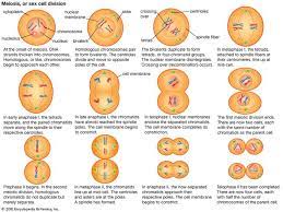 Meiosis is a kind of cell division which is useful in sexual reproduction. What Is The Difference Between A Homologous Chromosome And A Tetrad Socratic