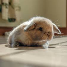 You shouldn't carry your bag open. Why You Shouldn T Get A Bunny Hickory Ridge Hollands