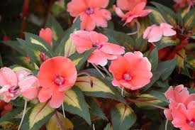 During wet periods, sunpatiens will thrive because just like regular and new guinea impatiens they like a lot of moisture. Sunpatiens Vigorous Coral New Guinea Impatiens Impatiens Sunpatiens Vigorous Coral In Lafayette Louisiana La At All Seasons Nursery