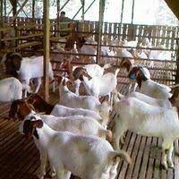 1.bidang tanaman2.bidang akuakultur air tawar3.bidang pemprosesan makanan4.bidang pemasaran5.bidang ruminan. Kolej Pertanian Malaysia Bukit Tangga Bukit Kayu Hitam Kedah Malaysia Local Business Na