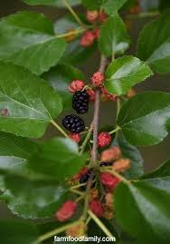 We all knew what the mulberry bush looked like but still couldn't find it. Mulberry Tree Identification Growing Care Benefits Uses