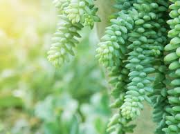 Maybe you would like to learn more about one of these? 7 Tanaman Hias Daun Kecil Untuk Pot Mini Di Rumah