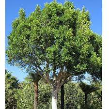 Dense shade tree, street tree only in sites with wide medians, large courtyards and interior malls, large containers, a prop for. Ficus Tree