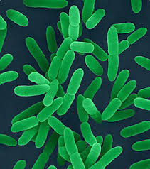 Image result for yersinia fotos