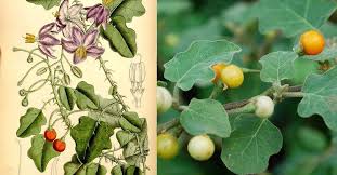 Image result for Solanum