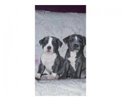 American pit bulls are brave and strong with an athletic build. Pitbull Kerala Dogs For Sale Adopt Buy Sell Kci Certified Puppies Online