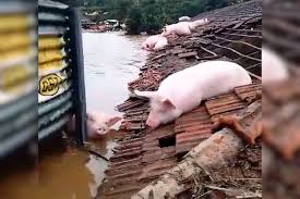 RS: porcos tentam se proteger de enchente no telhado de granja; veja vídeo